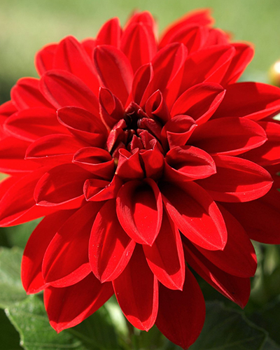 DÁLIA (GEORGÍNA) SINGER® 10 ks